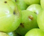 Amla and its greatness